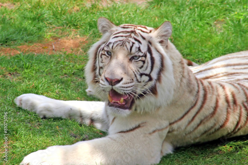 Vászonkép White Tiger