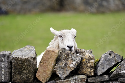 Peeping over the Wall