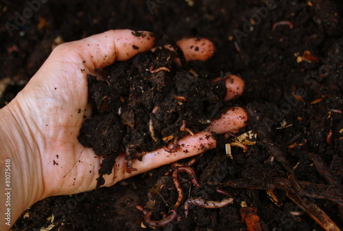 compost,terreau bio,décomposition avec des vers