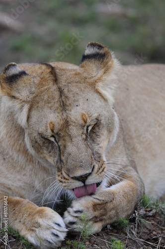 Lioness  Panthera leo   Masai Mara  Kenya