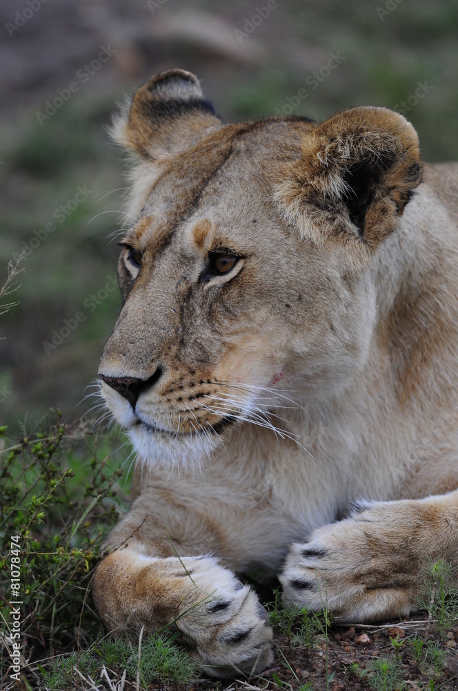 Fototapeta premium Lioness (Panthera leo), Masai Mara, Kenya