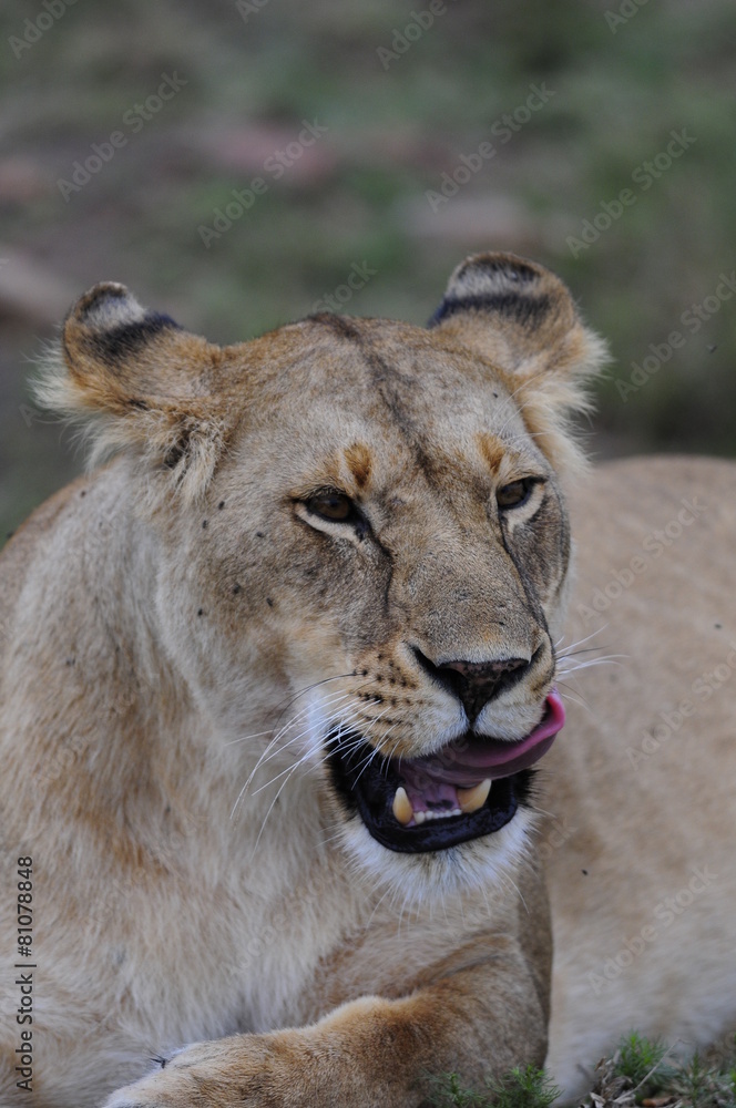 Fototapeta premium Lioness (Panthera leo), Masai Mara, Kenya