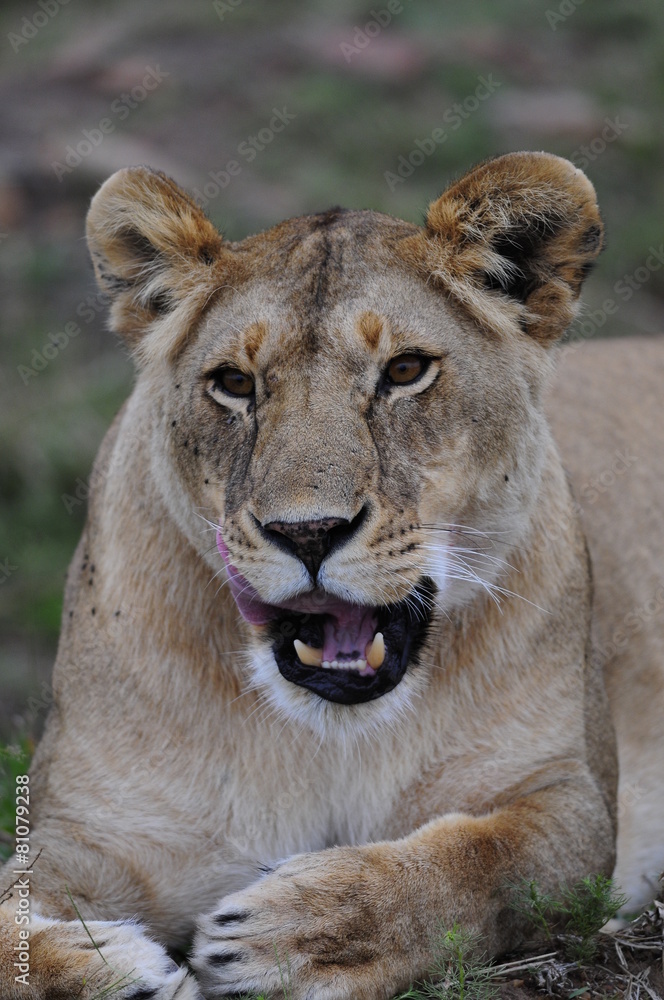 Fototapeta premium Lioness (Panthera leo), Masai Mara, Kenya