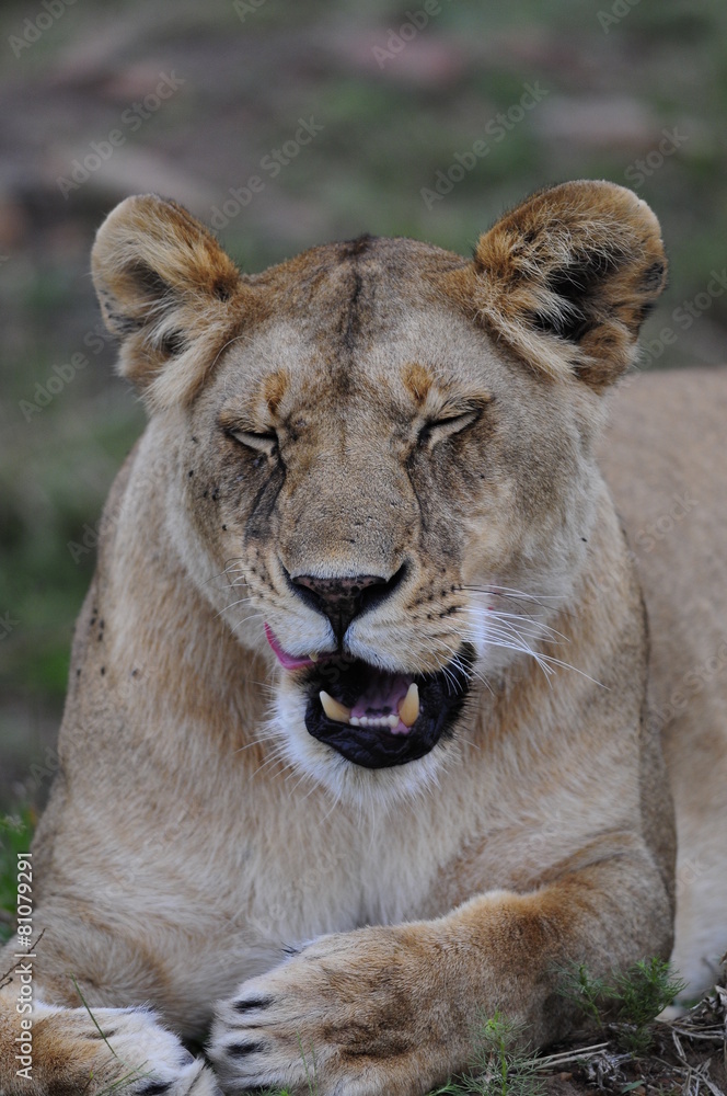 Lioness (Panthera leo), Masai Mara, Kenya Lioness (Panthera leo), Masai Mara, Kenya