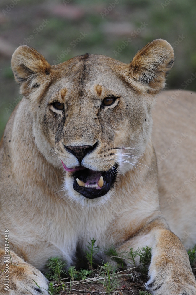 Lioness (Panthera leo), Masai Mara, Kenya Lioness (Panthera leo), Masai Mara, Kenya