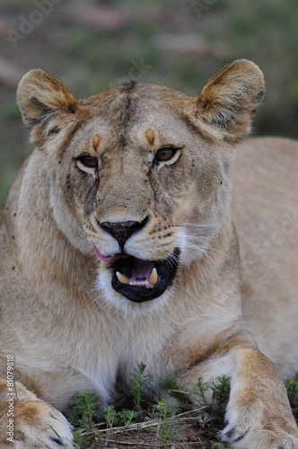 Lioness  Panthera leo   Masai Mara  Kenya