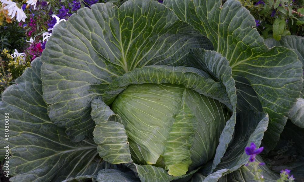 Fototapeta premium Giant Alaskan Cabbage
