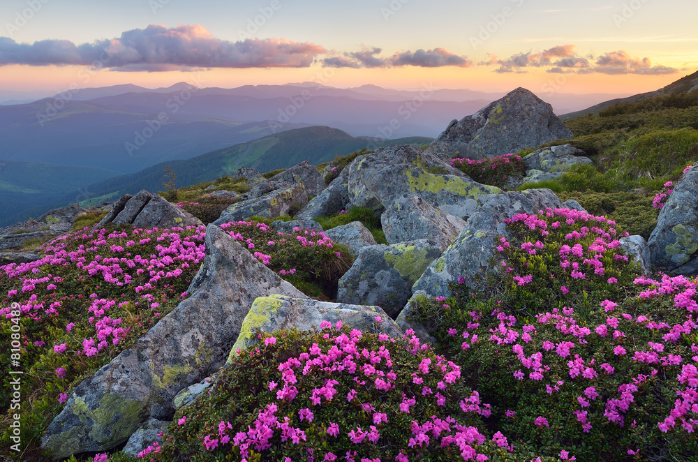 Fototapeta premium Flowers in the mountains