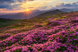 Fields of flowers in the mountains