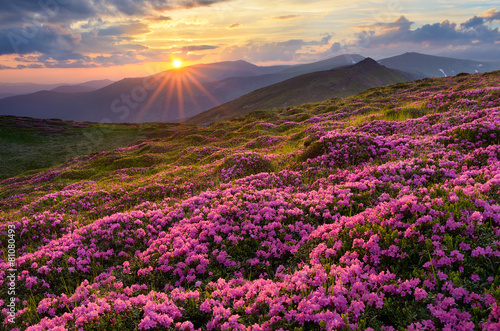 Fields of flowers in the mountains