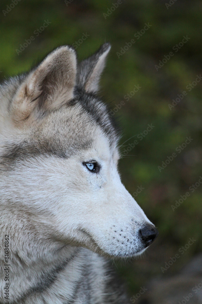 Portrait d'un loup aux yeux bleus Portrait d'un loup aux yeux bleus