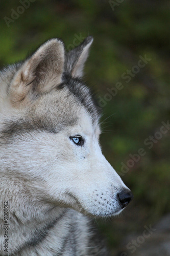 Portrait d'un loup aux yeux bleus © babalola