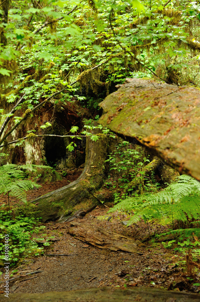 Fototapeta premium Hoh Rain Forest