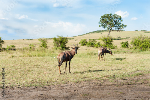 topi antelope