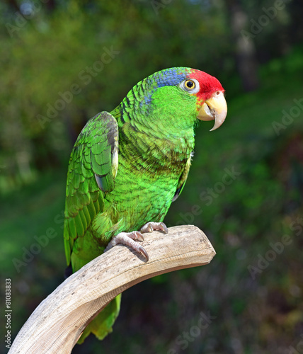 Red Crowned Amazon Parrot © bijoustarr
