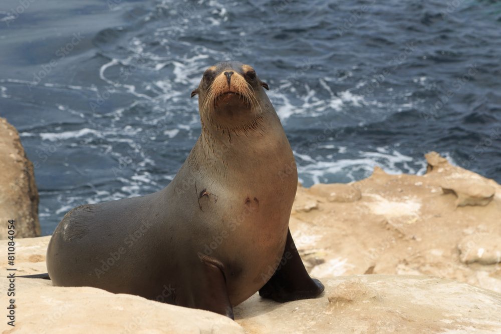 Obraz premium Sea lion at La jolla Cove