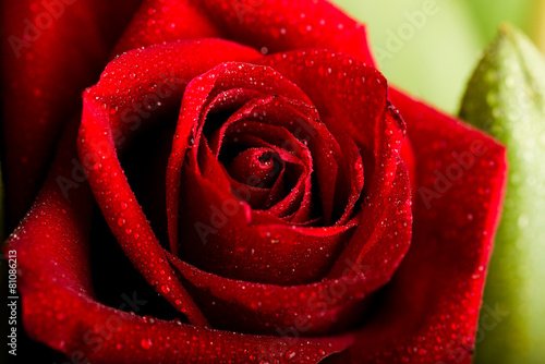 Fototapeta Naklejka Na Ścianę i Meble -  Romantic close up of Rain falling on Red Rose