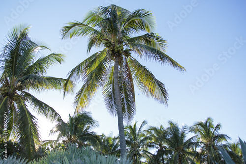 Palms © Francisco