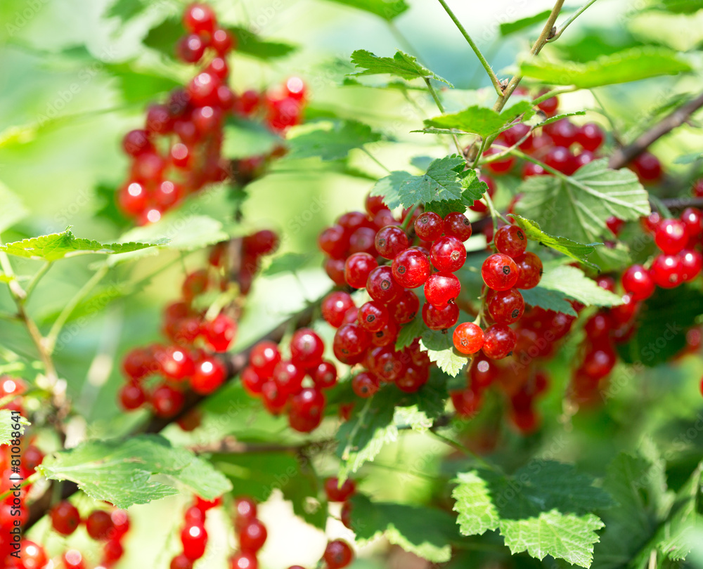 Obraz premium ripe red currant in a garden
