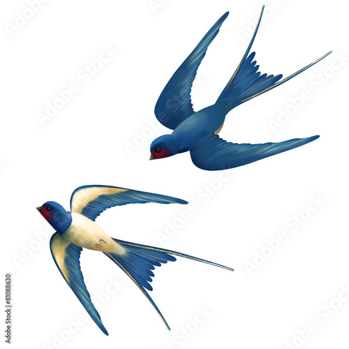 Vector Flying Swallows