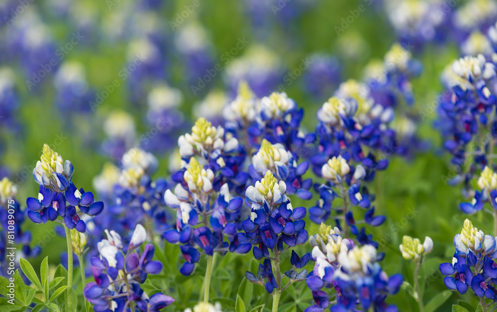 Obraz premium Texas bluebonnet (Lupinus texensis) flowers on spring meadow