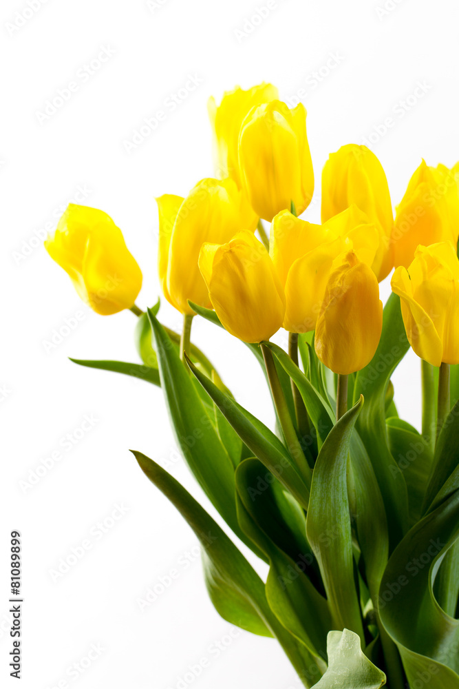 bouquet of tulips on a white background bouquet of tulips on a white background
