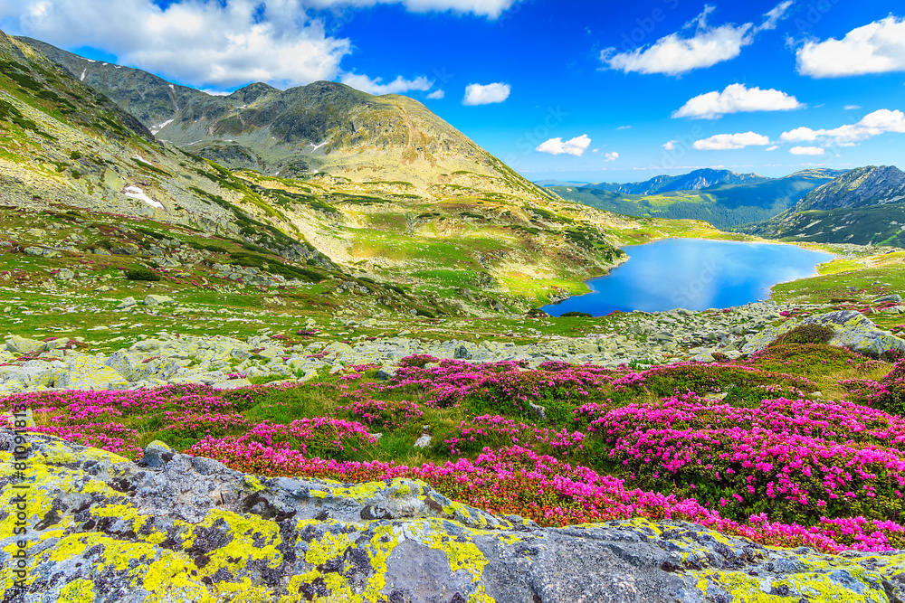 Magical rhododendron flowers and Bucura lakes,Retezat,Romania
