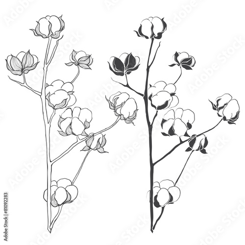 Set of cotton isolated on white background. Hand drawn vector il