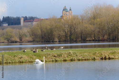 Graugänsekolonie am Donausee