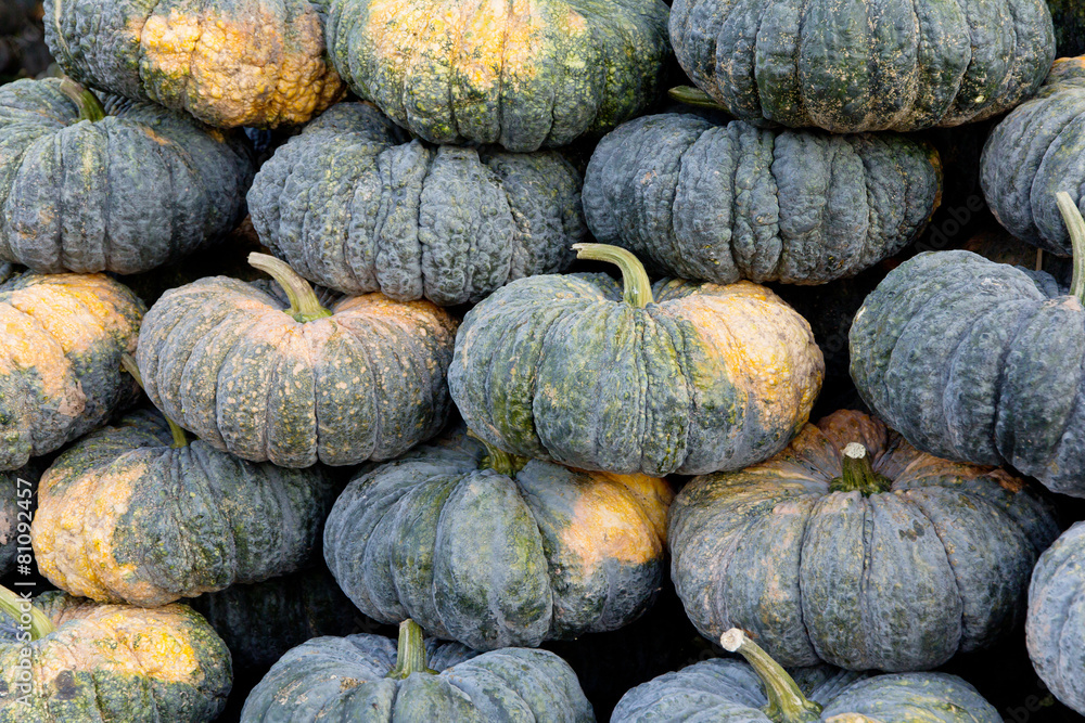 pile of pumpkin in market pile of pumpkin in market