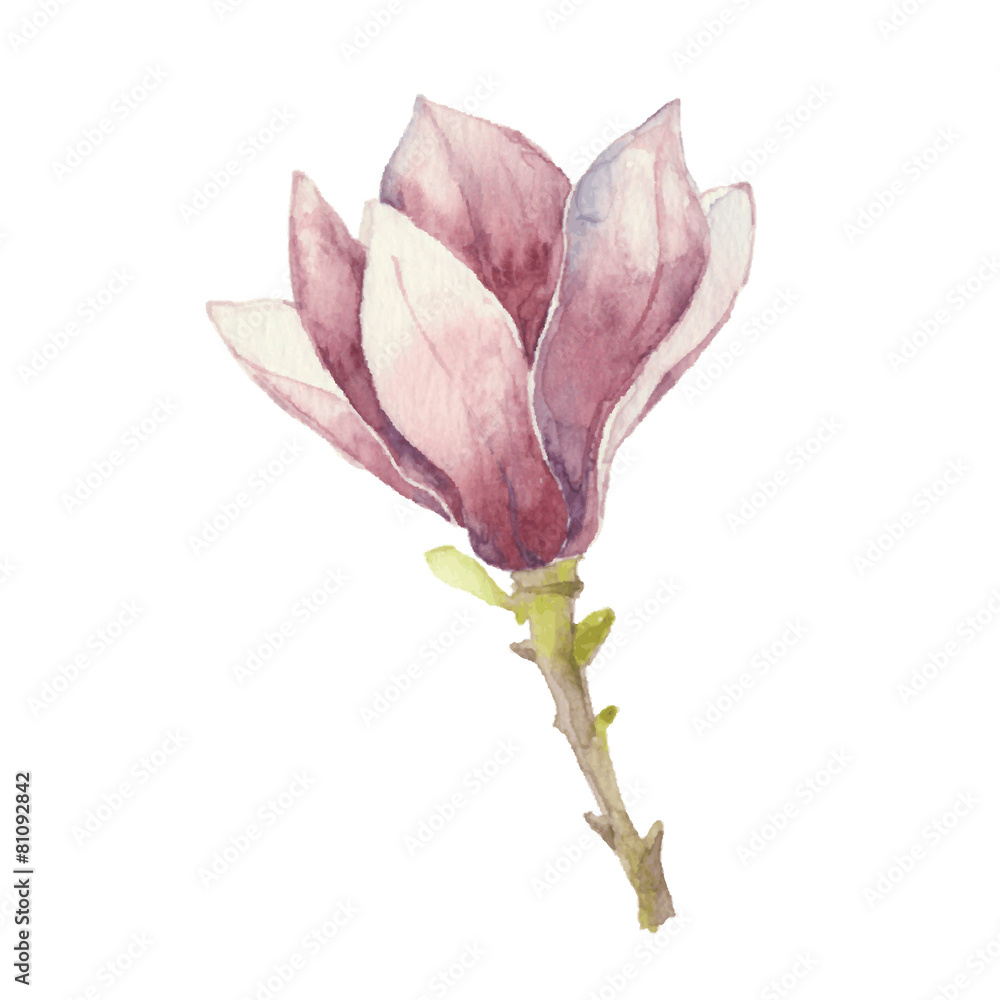Fototapeta premium Magnolia isolated on a white background.Vector, watercolor hand