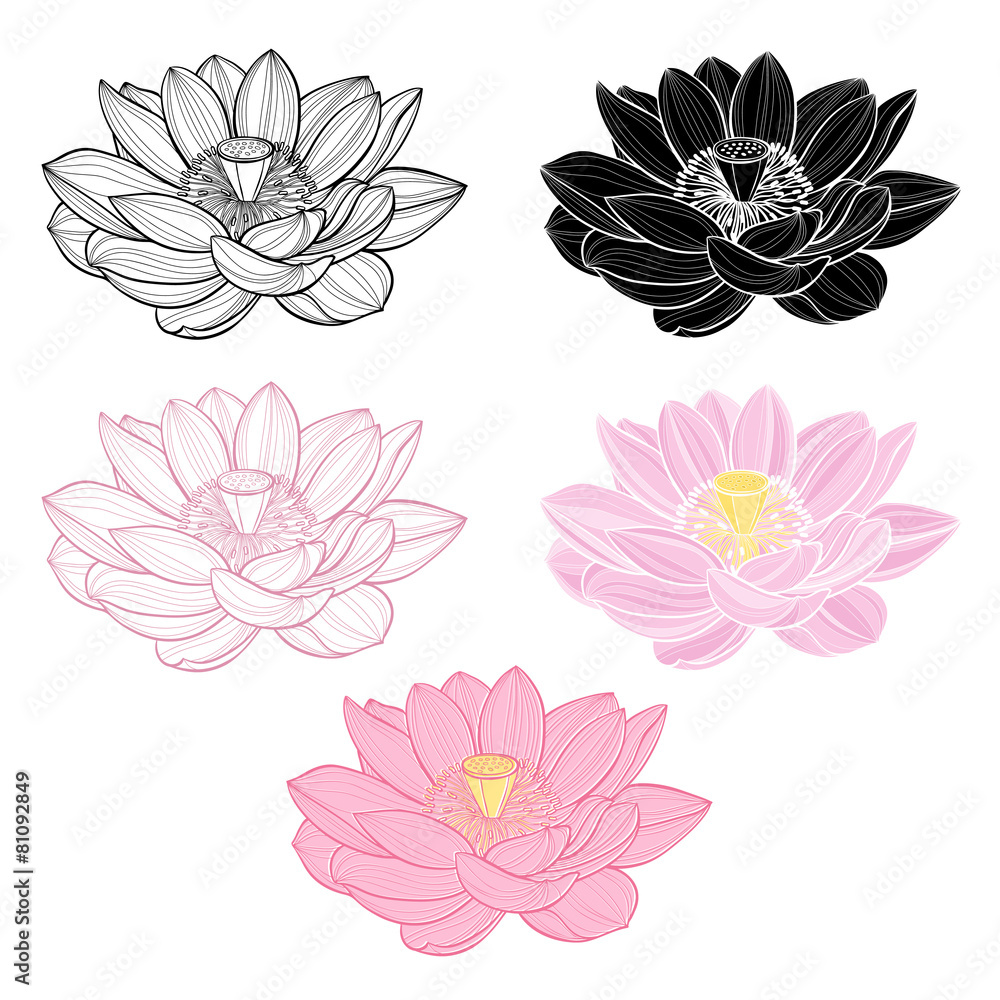 Fototapeta premium Set of lotus isolated on white background. Hand drawn vector ill