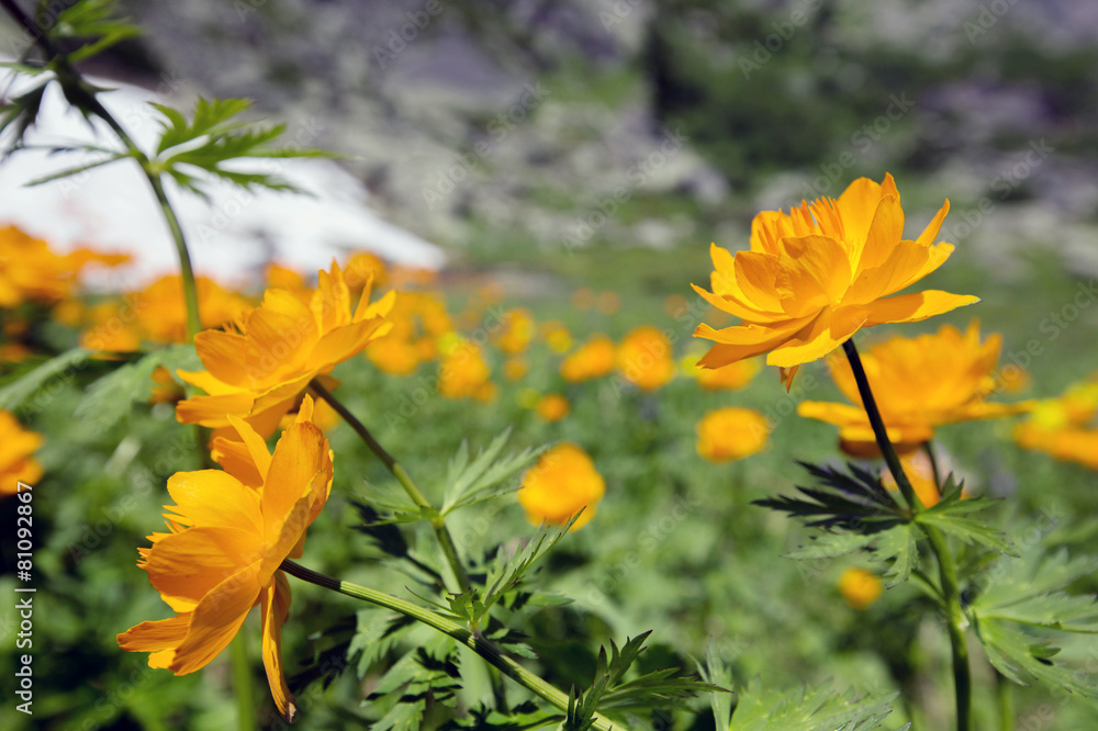 orange globe-flower