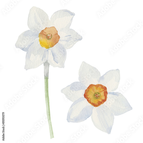 Spring flowers narcissus isolated on white background. Vector, w