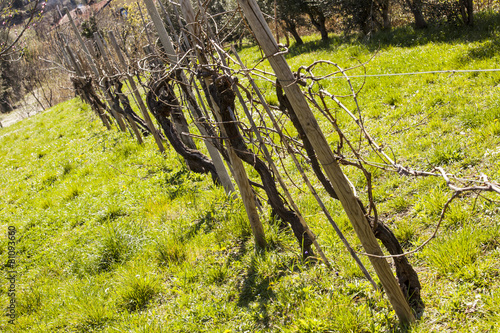 Vineyard in spring