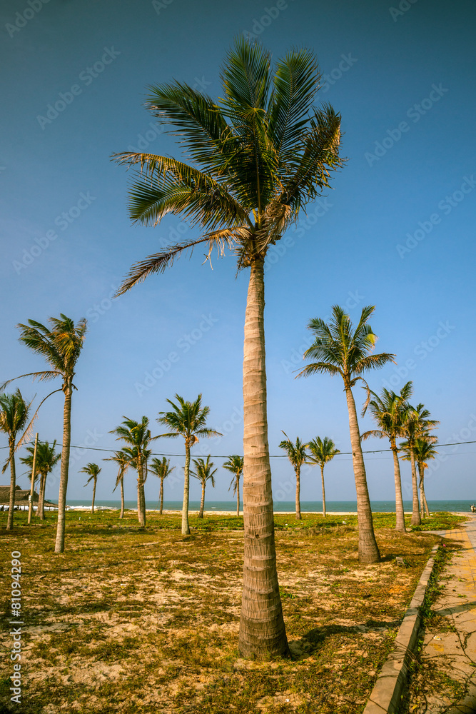 Palms against blue sky