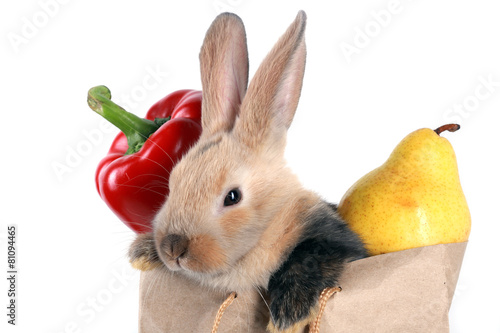 bunny rabbit