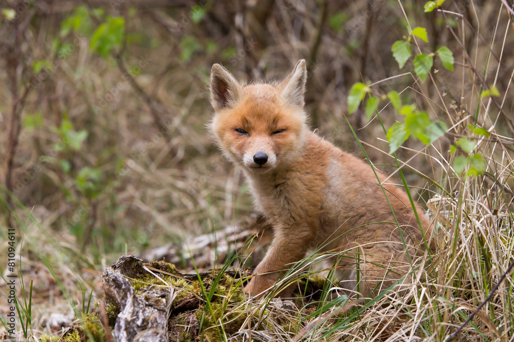 Fototapeta premium Red fox cub