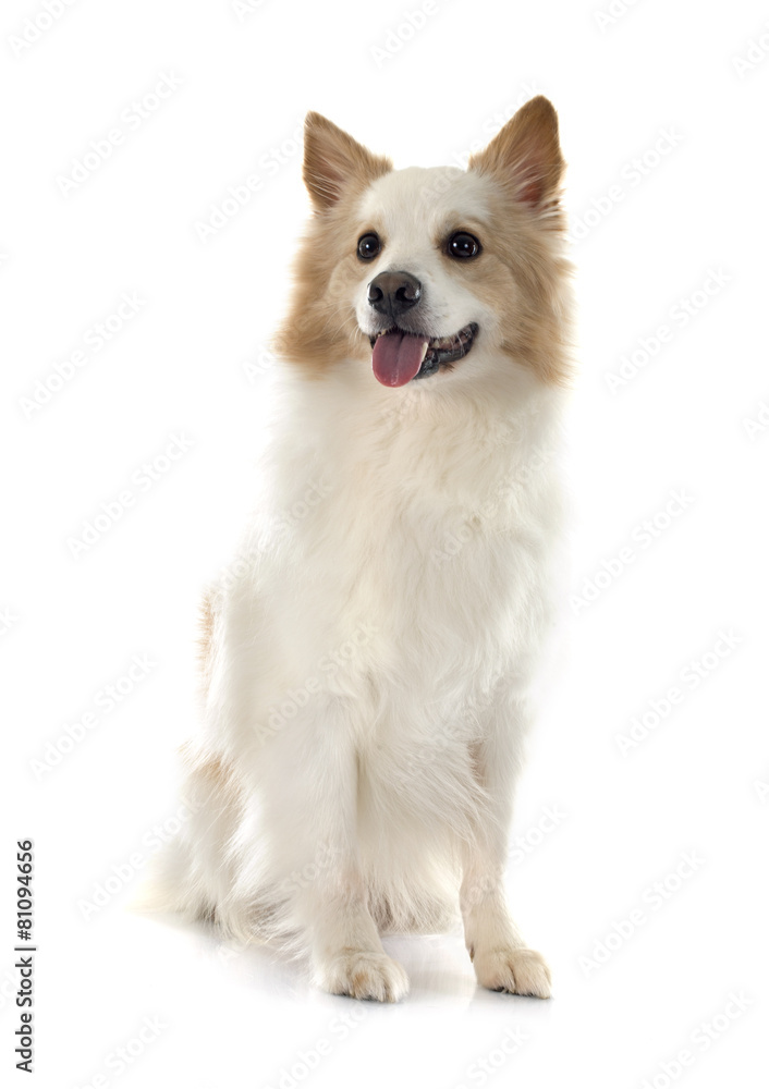 Obraz premium Icelandic Sheepdog