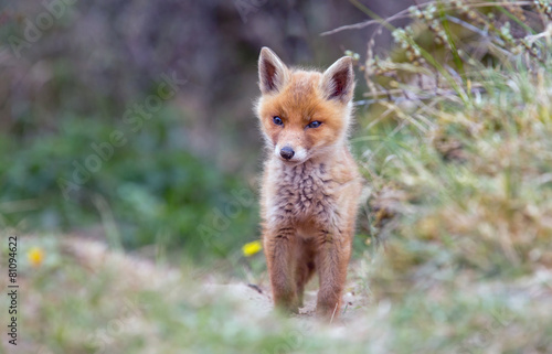 Red fox cub © Menno Schaefer