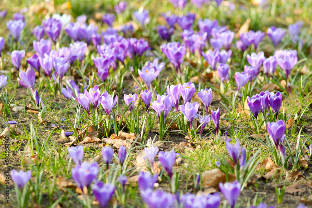 Carpet of purple Crocus flowers in park Carpet of purple Crocus flowers in park