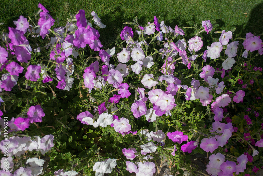 Fototapeta premium flower plant