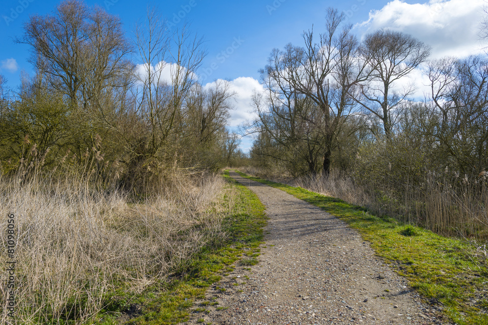 Footpath through a forest in spring Footpath through a forest in spring