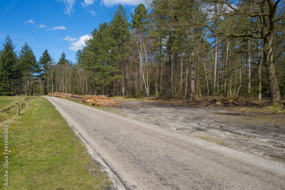 Road through a pine forest in spring Road through a pine forest in spring
