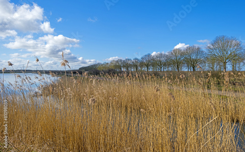 Fototapeta Naklejka Na Ścianę i Meble -  The shore of a lake under a cloudy blue sky in spring