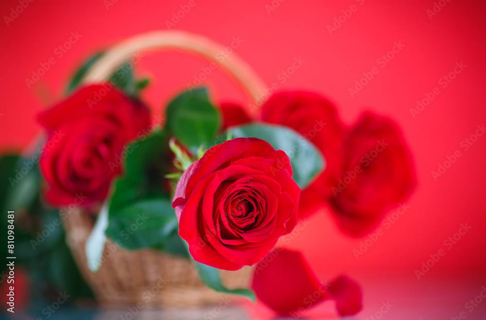 rose flower rose flower