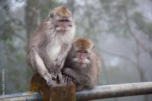 Two monkeys in cloudy weather sit on a metal fencing