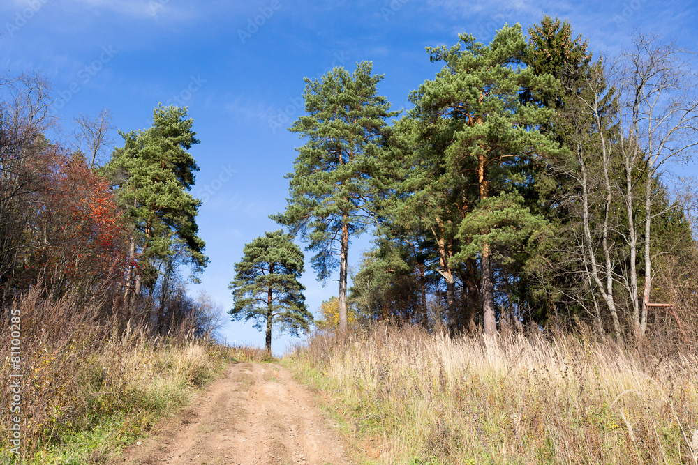 Fototapeta premium Autumn forest