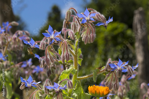 Borage flowers