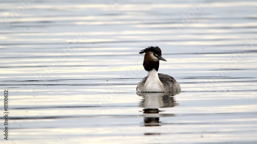 great crested grebe photo